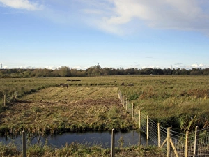 Buffaloes Prints: View of wetland habitat with cut area