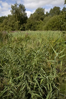 Gravel Prints: View of wetland habitat in former gravel pit