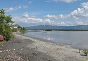 : View of wetland habitat, Lower Morass, Black River, Jamaica, December