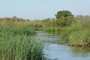 View of wetland habitat, Okavango Delta, Botswana
