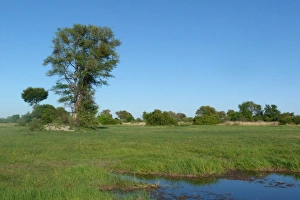 View of wetland habitat, Okavango Delta, Botswana