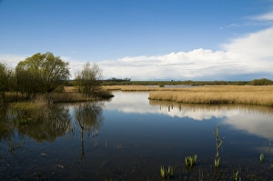Reed Bed Prints: View of wetland habitat with open water and reedbeds