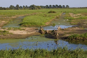 Ouse Washes Prints: View across wetland nature reserve, RSPB Ouse Washes, Cambridgeshire, England, September