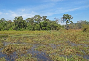 Indochina Prints: View over wetland in open forest habitat, Tmatboey, Cambodia, January