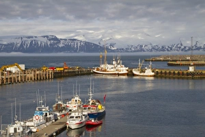 Moored Prints: View of whalewatching and fishing boats in coastal harbour