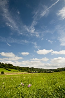 Downlands Prints: View of wildflower meadow habitat