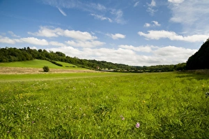 View of wildflower meadow habitat, between Cudham and Downe, North Downs, Kent, England, august