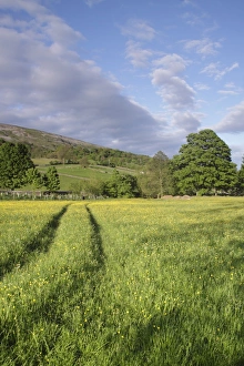 View of wildflower meadow and hillside, Reeth, Swaledale, Yorkshire Dales N. P. North Yorkshire, England, June