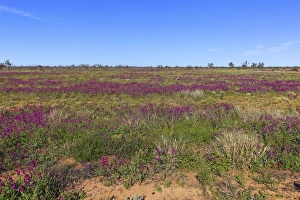 New South Wales Prints: View of wildflowers flowering in desert habitat, Sturt N. P. New South Wales, Australia