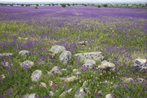 Dehesa Prints: View of wildflowers flowering at edge of dehesa habitat