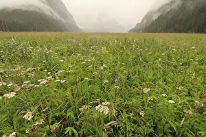 Rainforest Prints: View of wildflowers growing in clearing beside estuary in temperate coastal rainforest habitat