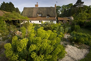 Cottages Prints: View of wildlife garden and thatched house
