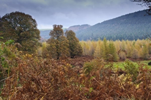 County Prints: View of woodland habitat on country estate