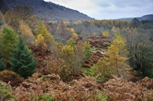 View of woodland habitat on country estate, Powerscourt Estate, Enniskerry, County Wicklow, Ireland, november