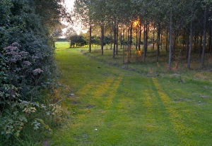 Hedge Row Prints: View of woodland and hedgerow at sunset
