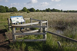 Wildlife Trust Prints: Viewing platform at edge of fen raft spider pool