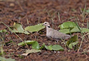 Pigeon Prints: Vinaceous Dove (Streptopelia vinacea) adult