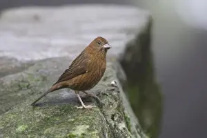 Oriental Prints: Vinaceous Rosefinch (Carpodacus vinaceus formosanus) adult female