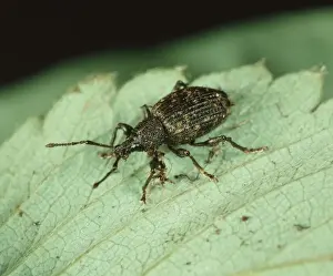 Vine Weevil (Otiorhynchus sulcatus) on Strawberry (Fragaria x annassa) leaf