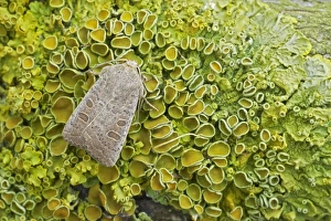 Lichen Prints: Vines Rustic (Hoplodrina ambigua) adult, resting on lichen, Essex, England
