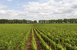 Vine Prints: Vineyard with rows of grape vines, Chateau de Pommard, Burgundy, France, june