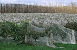 Protects Prints: Vineyard with rows of grape vines covered with netting for protection from bird damage