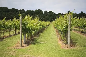 Vine Prints: Vineyard with rows of grape vines growing on south-facing slope of chalk downland