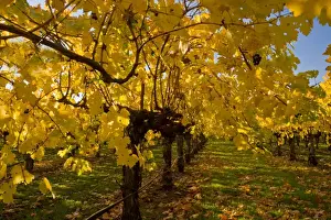 Vine Prints: Vineyard on wine estate, row of grape vines with leaves in autumn colour