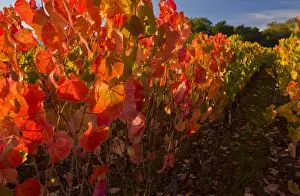 Vineyard on wine estate, row of grape vines with leaves in autumn colour, Napa Valley, near St