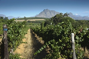 Vine Prints: Vineyard on wine estate, rows of grape vines