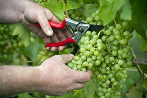 Jobs Prints: Vineyard worker cutting green grapes from vine, Essex, England, September