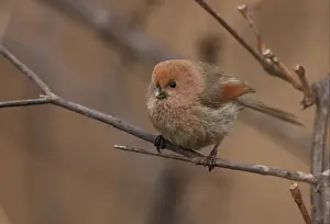 Parrotbill Prints: Vinous-throated Parrotbill (Paradoxornis webbianus fulvicauda) adult