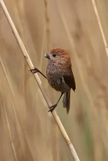 Vinous-throated Parrotbill (Paradoxornis webbianus mantschuricus) adult, with wet plumage and weed stuck to beak after bathing, perched on stem, Beidaihe, Hebei, China, may