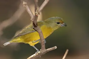 Euphonias Prints: Violaceous Euphonia (Euphonia violacea) adult female