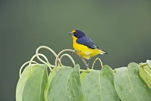 Violaceous Euphonia (Euphonia violacea) adult male, feeding, perched on flowerspike, Trinidad, Trinidad and Tobago