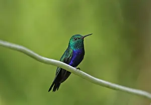 Central America Prints: Violet-bellied Hummingbird (Juliamyia julie panamensis) adult male