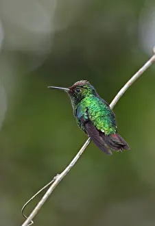 Violet-capped Hummingbird (Goldmania violiceps) adult male, perched on twig, Cerro Azul, Panama, November
