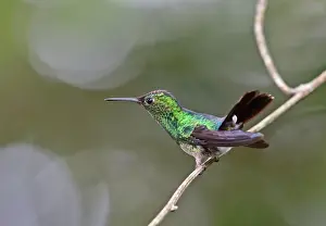 Violet-capped Hummingbird (Goldmania violiceps) immature male, perched on twig, Altos del Maria, Panama, November