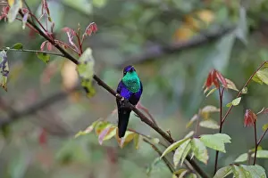 Costa Rican Prints: Violet-crowned Woodnymph (Thalurania colombica) adult male