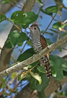 Violet Cuckoo (Chrysococcyx xanthorhynchus xanthorhynchus) adult female, perched on branch, Kaeng Krachan N. P. Thailand, november
