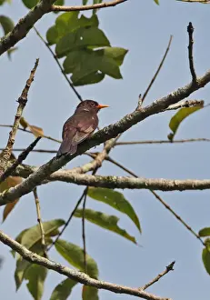 Cuckoos Prints: Violet Cuckoo (Chrysococcyx xanthorhynchus xanthorhynchus) adult male