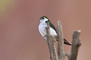 Violet green Swallow - Utah America