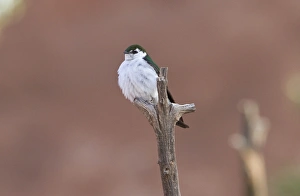 Violet green Swallow - Utah America