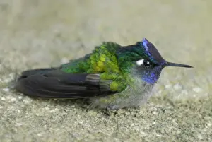 Costa Rican Prints: Violet-headed Hummingbird (Klais guimeti) adult male
