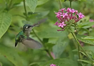 Violet-headed Hummingbird (Klais guimeti merrittii) adult female, in flight, hovering at flower, Cerro Azul, Panama