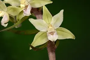 Oxfordshire Prints: Violet Helleborine (Epipactis purpurata) close-up of flowers, Oxfordshire, England, August
