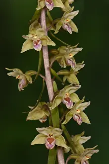 Violet Helleborine (Epipactis purpurata) close-up of flowerspike, Oxfordshire, England, August
