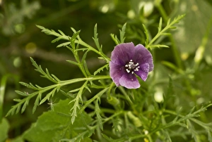 Cyprus Prints: Violet Horned Poppy (Roemeria hybrida) flowering