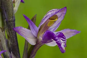 Plateau Prints: Violet Limodore (Limodorum abortivum) close-up of flower
