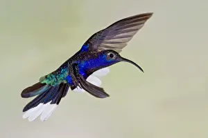 Costa Rican Prints: Violet Sabrewing (Campylopterus hemileucurus) adult male, in flight, Costa Rica, April